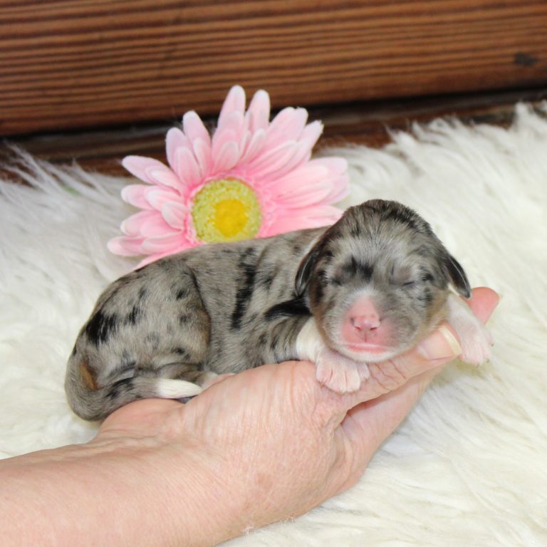 F1 blue merle tri-color mini Bernedoodle female. Health tested, genetic clear, OFA Tested