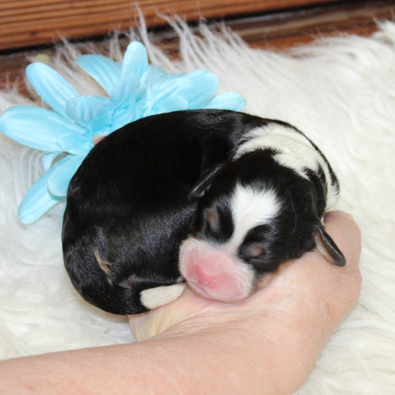 F1 black tri-color mini Bernedoodle male. Health tested, genetic clear, OFA Tested