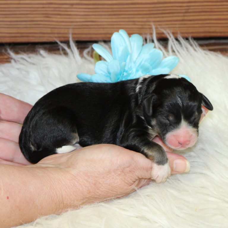 F1 black tri-color mini Bernedoodle male. Health tested, genetic clear, OFA Tested