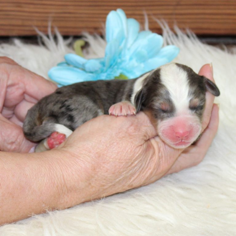 F1 blue merle tri-color mini Bernedoodle male. Health tested, genetic clear, OFA Tested