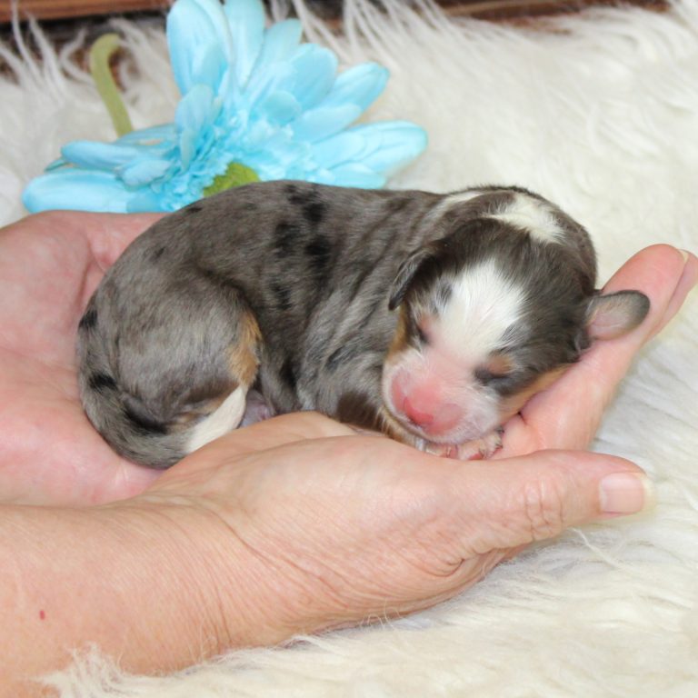 F1 blue merle tri-color mini Bernedoodle male. Health tested, genetic clear, OFA Tested