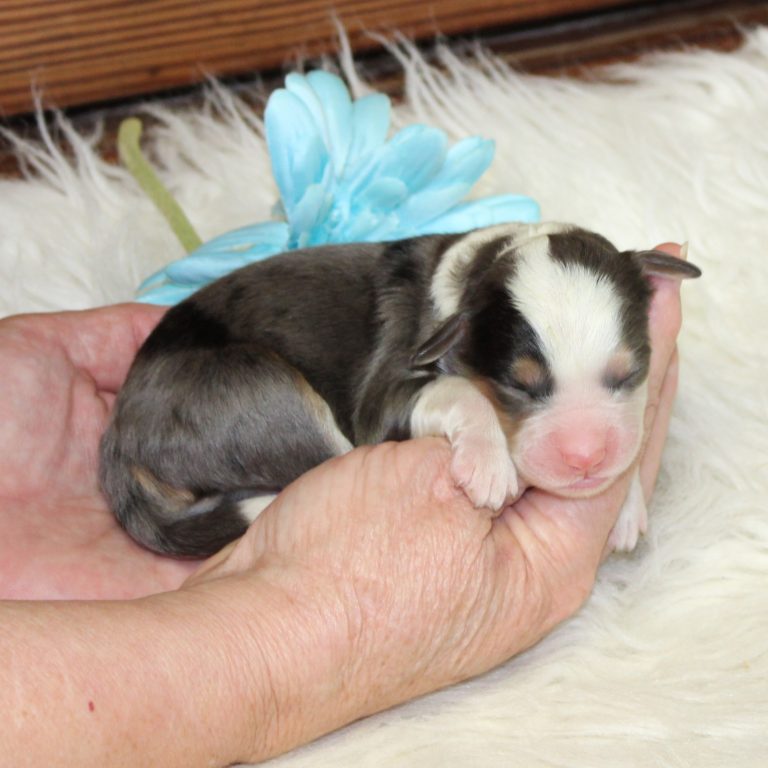 F1 blue merle tri-color mini Bernedoodle male. Health tested, genetic clear, OFA Tested