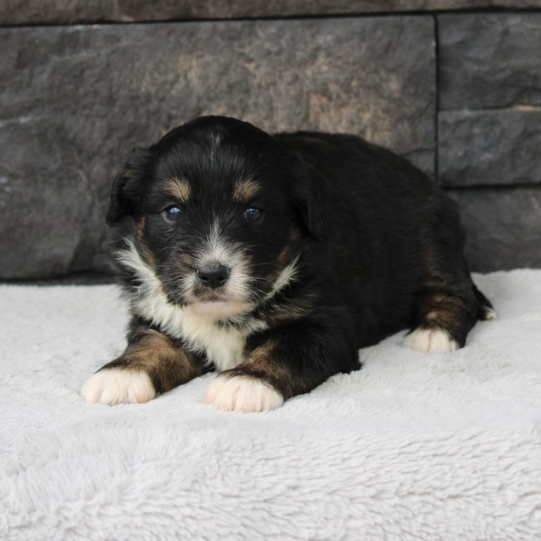 Black tri-color F1 Mini Bernedoodle puppy female