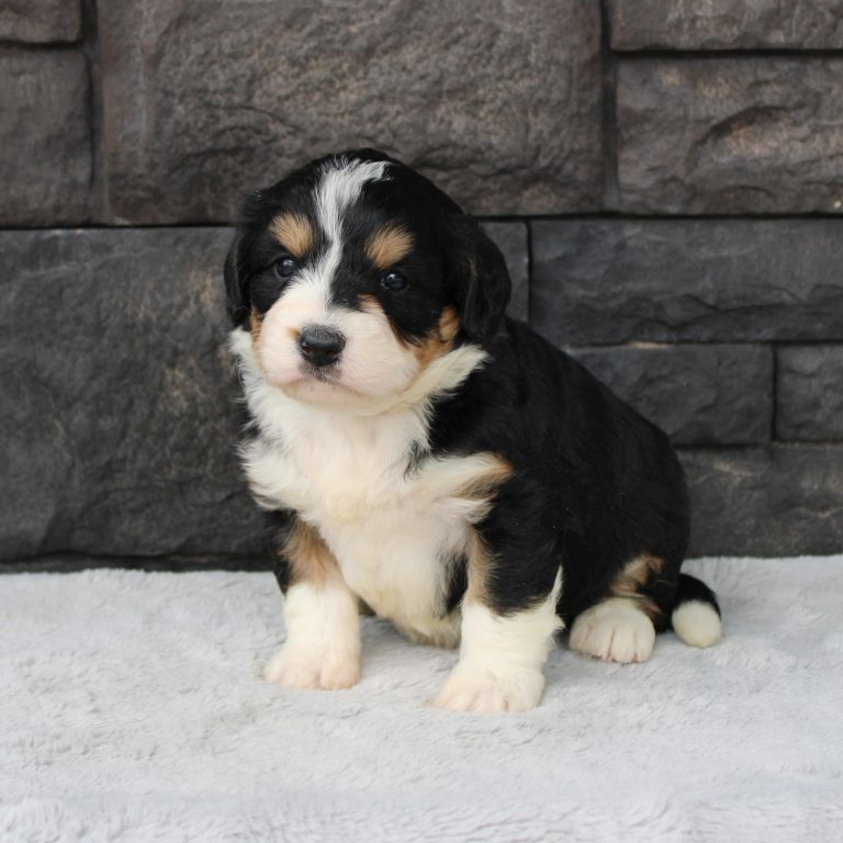 F1 black tri-color mini Bernedoodle female. Health tested, genetic clear, OFA Tested