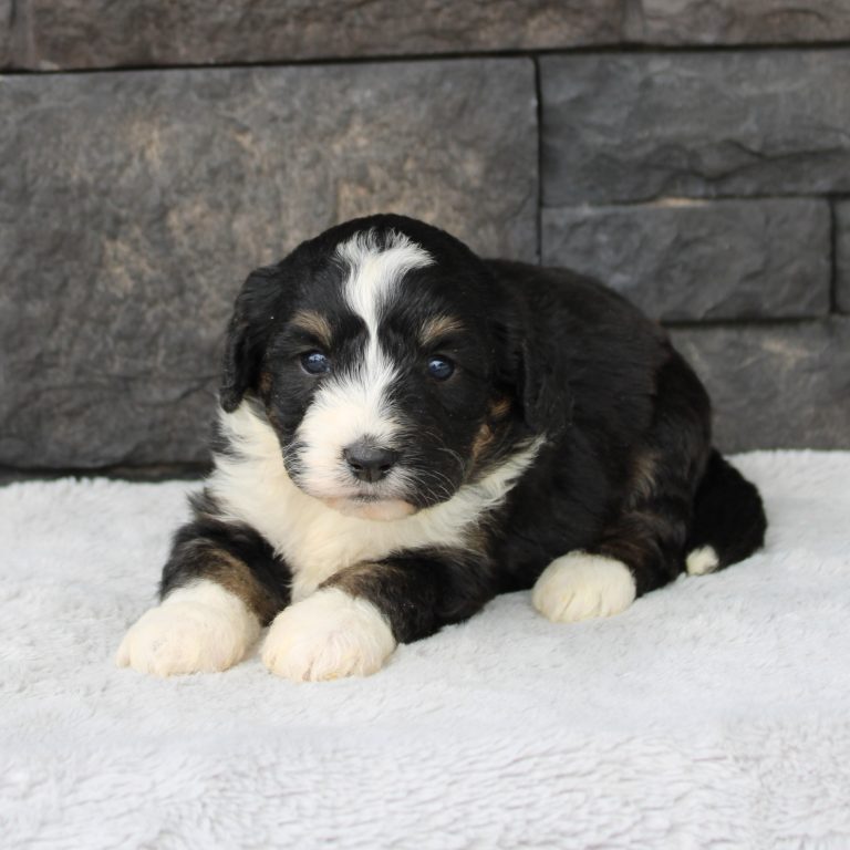 F1 black tri-color mini Bernedoodle female. Health tested, genetic clear, OFA Tested