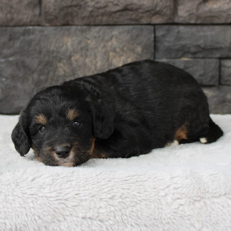 F1 black tri-color mini Bernedoodle female. Health tested, genetic clear, OFA Tested
