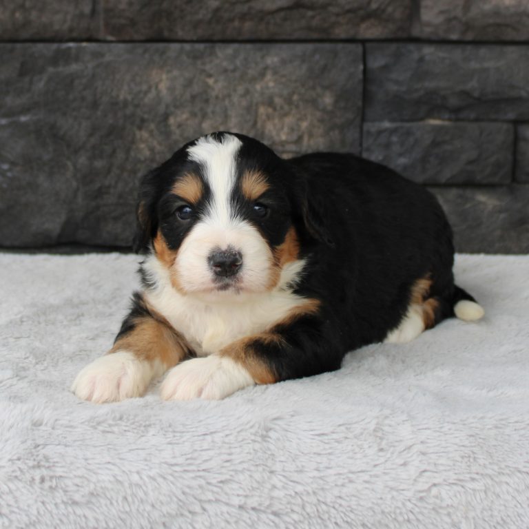 F1 black tri-color mini Bernedoodle male. Health tested, genetic clear, OFA Tested