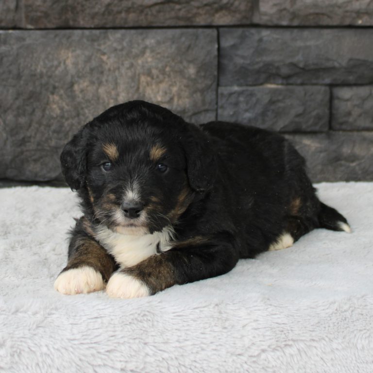 F1 black tri-color mini Bernedoodle male. Health tested, genetic clear, OFA Tested.