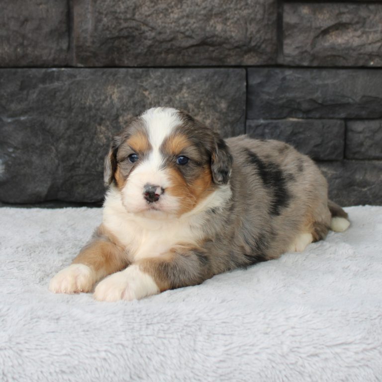 F1 blue merle tri-color mini Bernedoodle male. Health tested, genetic clear, OFA Tested.