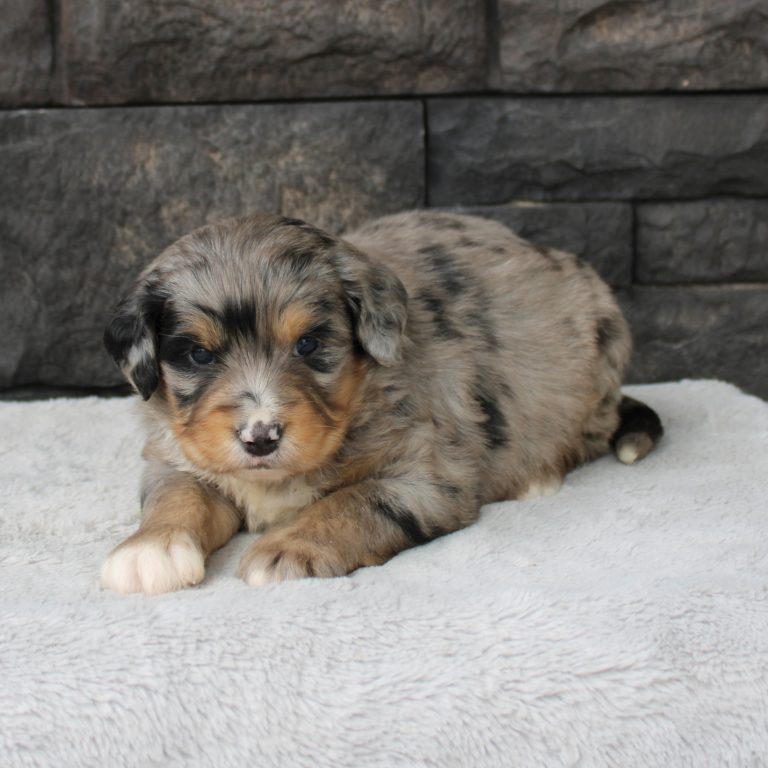 F1 blue merle tri-color mini Bernedoodle male. Health tested, genetic clear, OFA Tested.