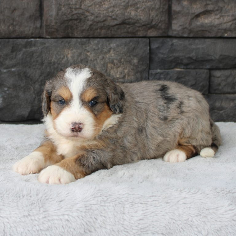 F1 blue merle tri-color mini Bernedoodle male. Health tested, genetic clear, OFA Tested.