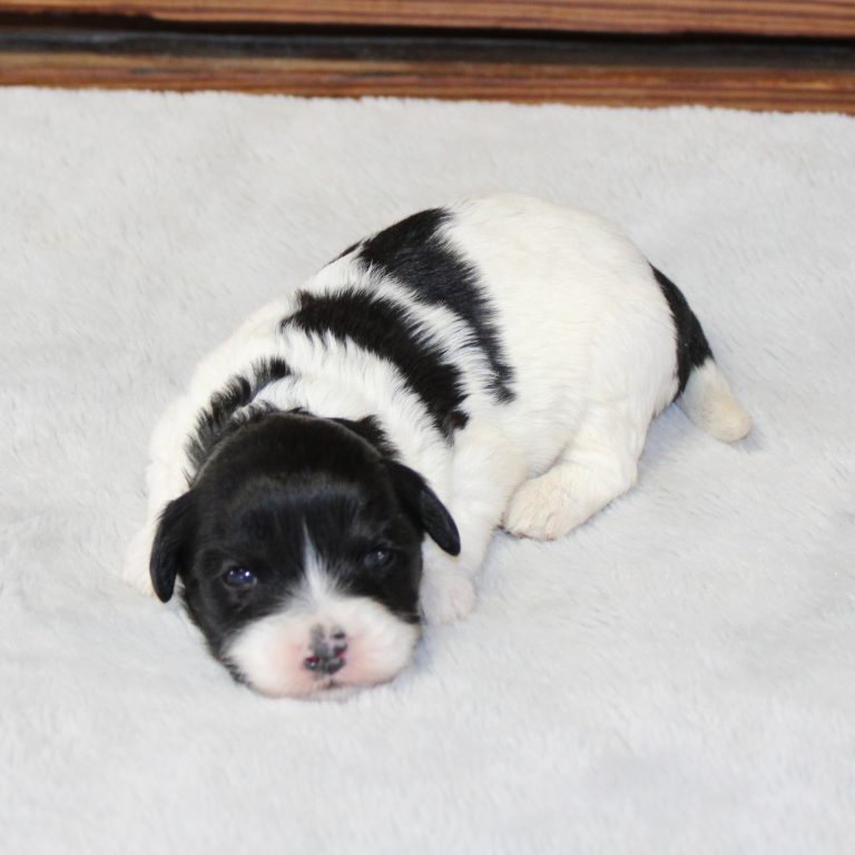 F1b Tiny micro-mini Bernedoodle female black tri-color