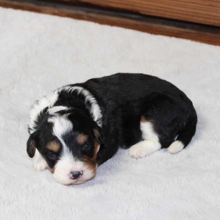 F1b Tiny micro-mini Bernedoodle female black tri-color