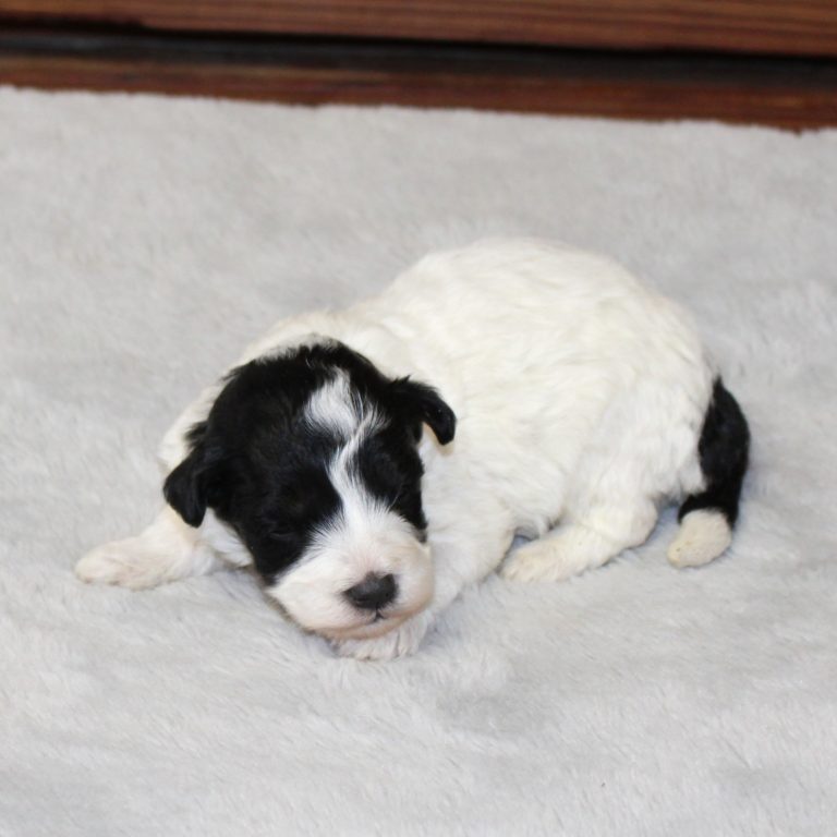 F1b Tiny micro-mini Bernedoodle female black tri-color