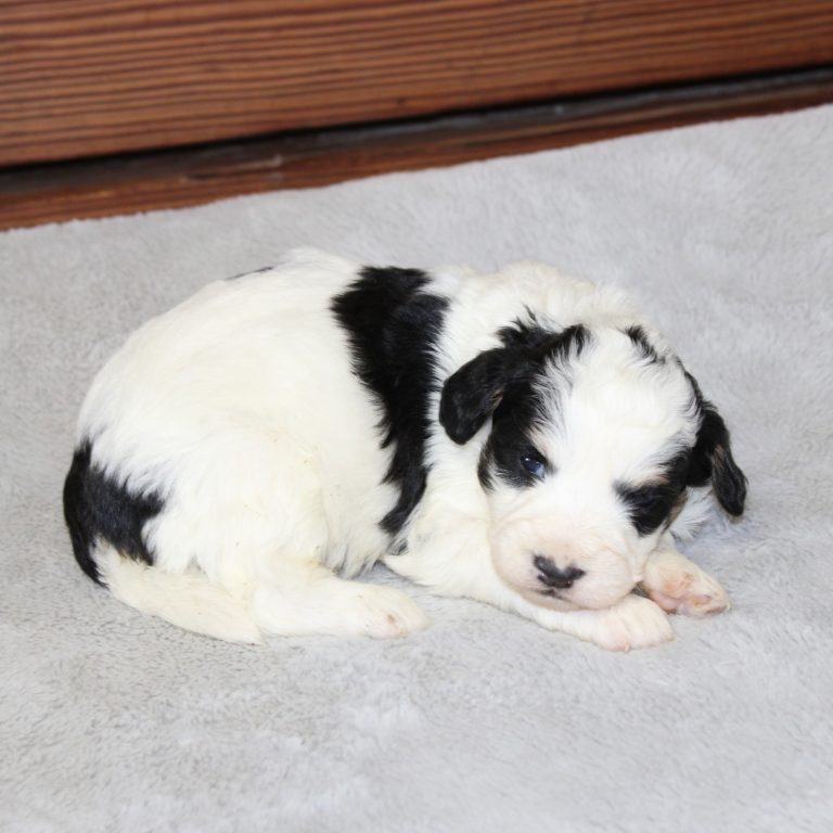 F1b Tiny micro-mini Bernedoodle female black tri-color