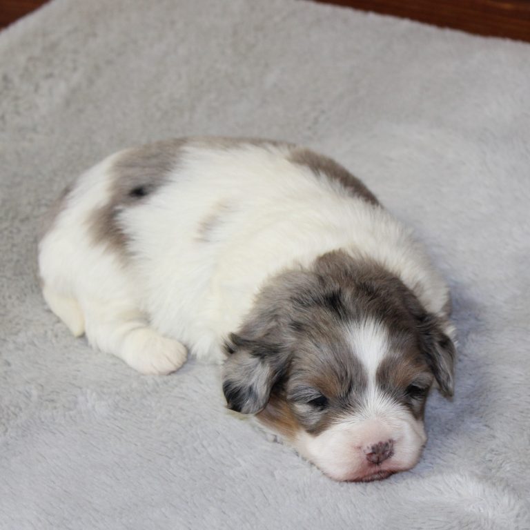 F1b Tiny micro-mini Bernedoodle female blue merle tri-color