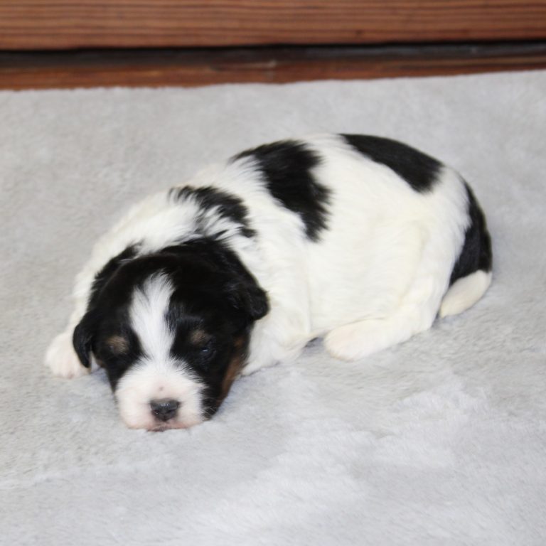 F1b Tiny micro-mini Bernedoodle male black tri-color