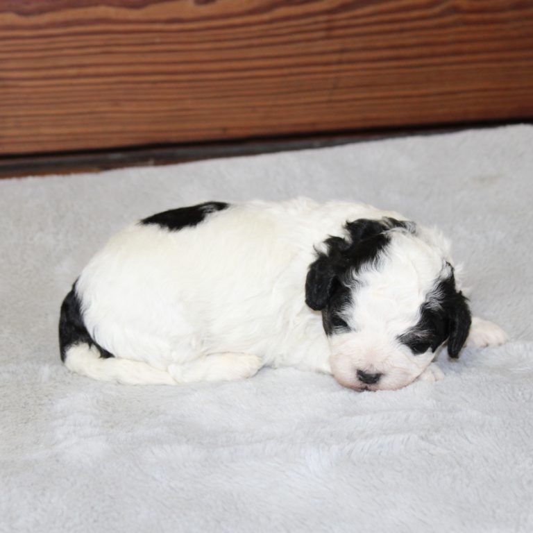 F1b Tiny micro-mini Bernedoodle male black tri-color