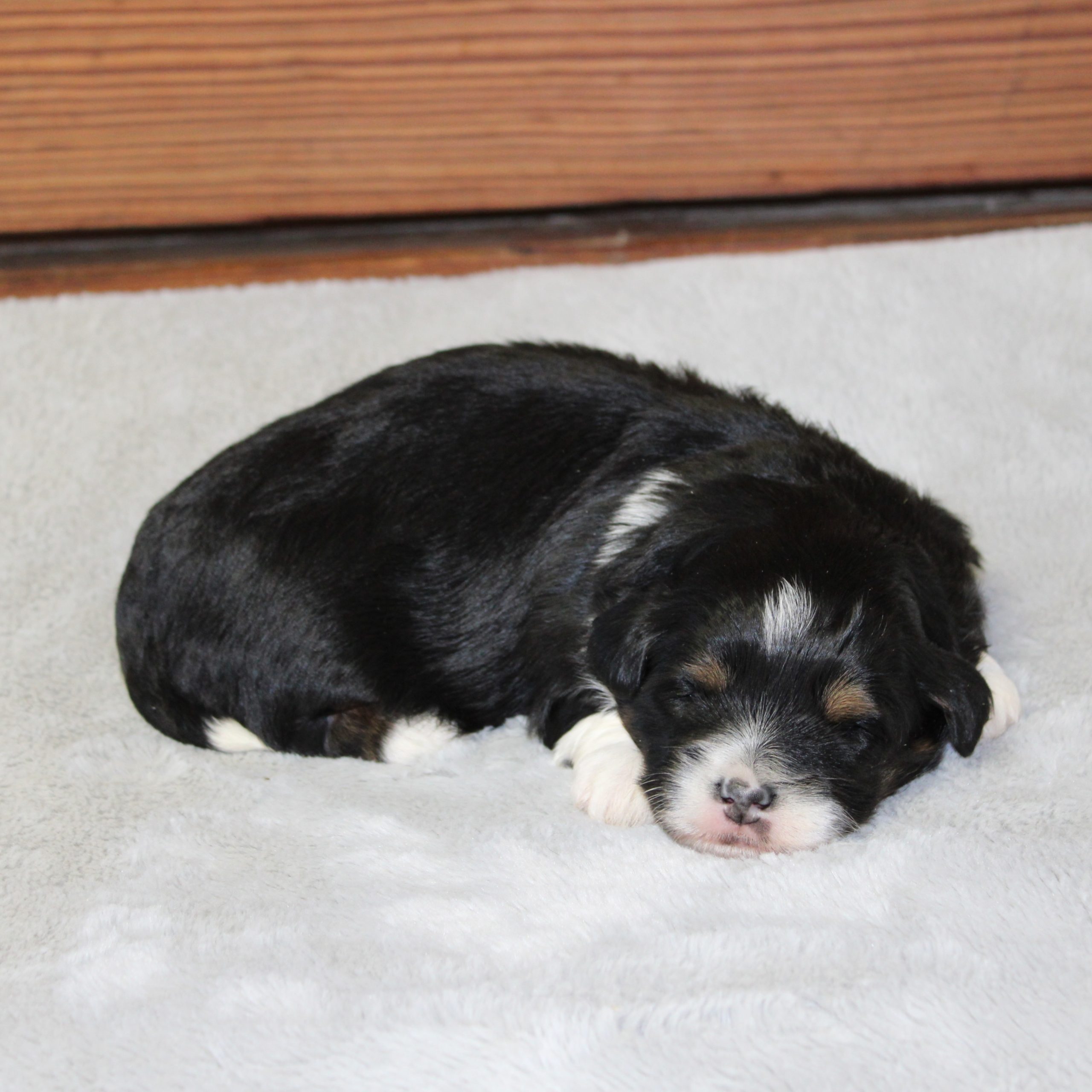 F1b Tiny micro-mini Bernedoodle male black tri-color