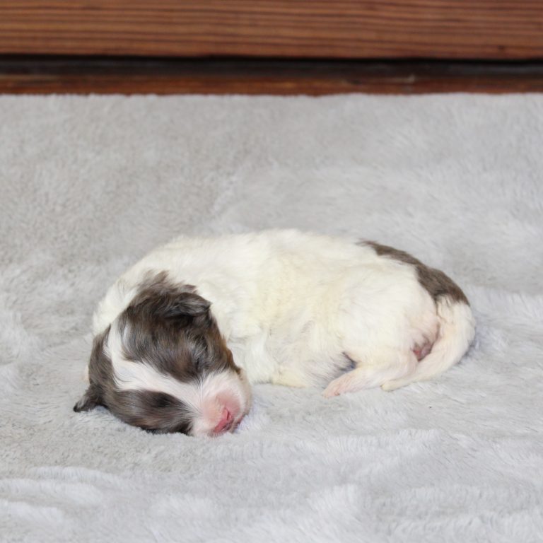 F1b Tiny micro-mini Bernedoodle male blue merle tri-color