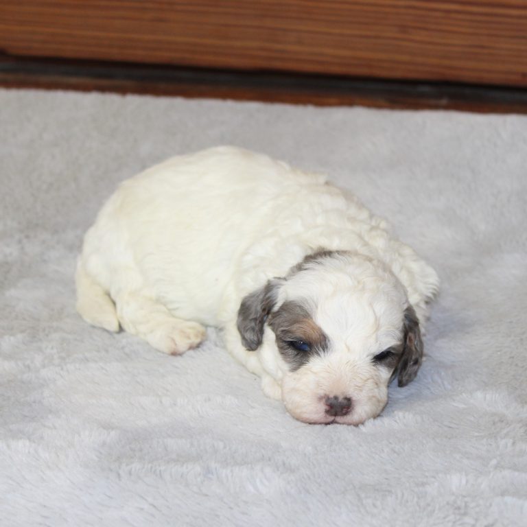 F1b Tiny micro-mini Bernedoodle male blue merle tri-color