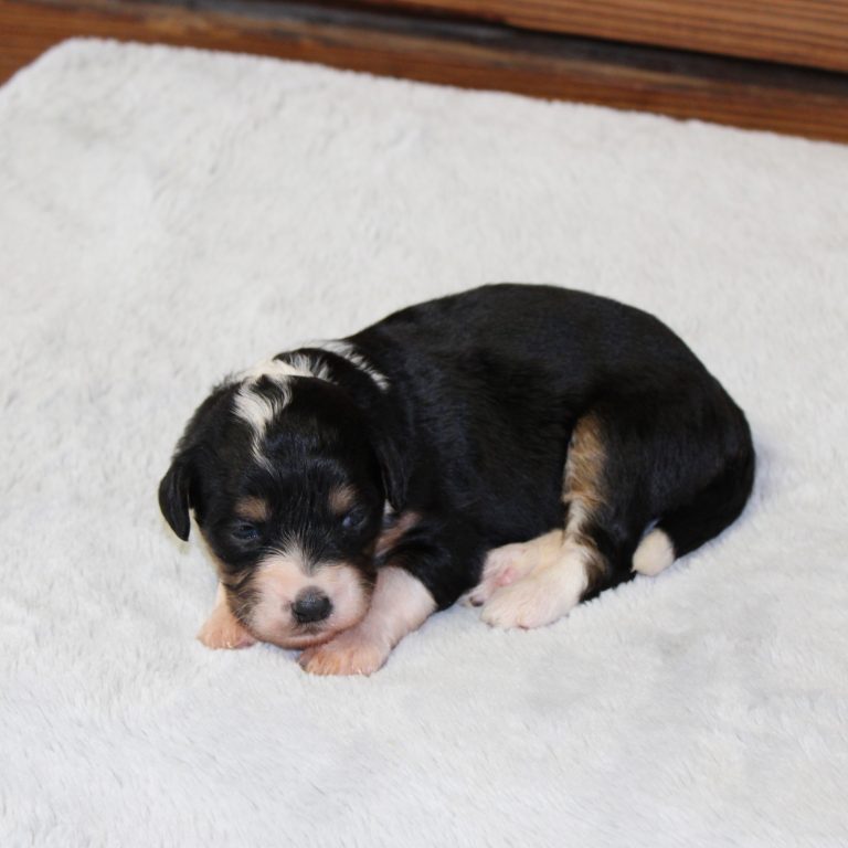 black tri-color female F1 mini Bernedoodle