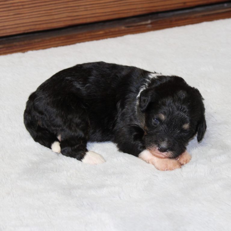 black tri-color female F1 mini Bernedoodle