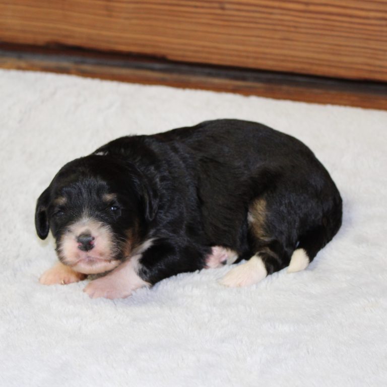 black tri-color female F1 mini Bernedoodle