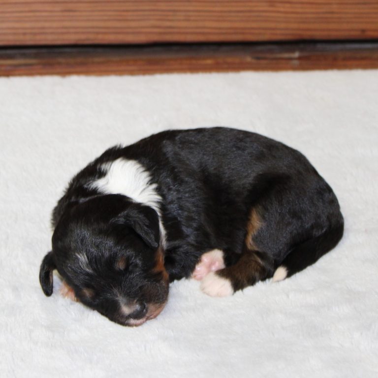 black tri-color female F1 mini Bernedoodle
