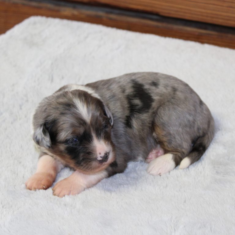 F1 blue merle tri-color mini Bernedoodle female. Health tested, genetic clear, OFA Tested