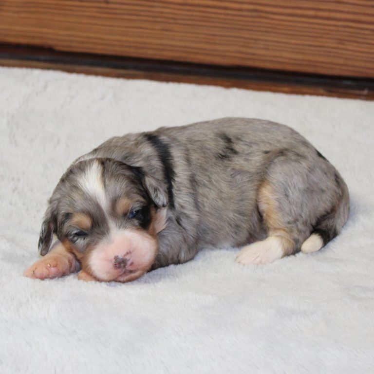 F1 blue merle tri-color mini Bernedoodle female. Health tested, genetic clear, OFA Tested