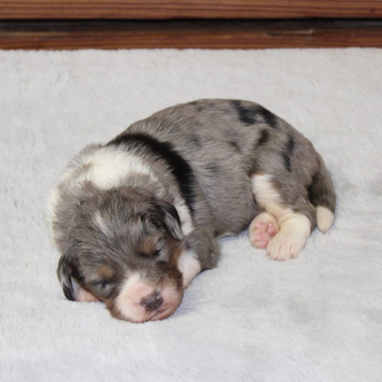 F1 blue merle tri-color mini Bernedoodle female. Health tested, genetic clear, OFA Tested