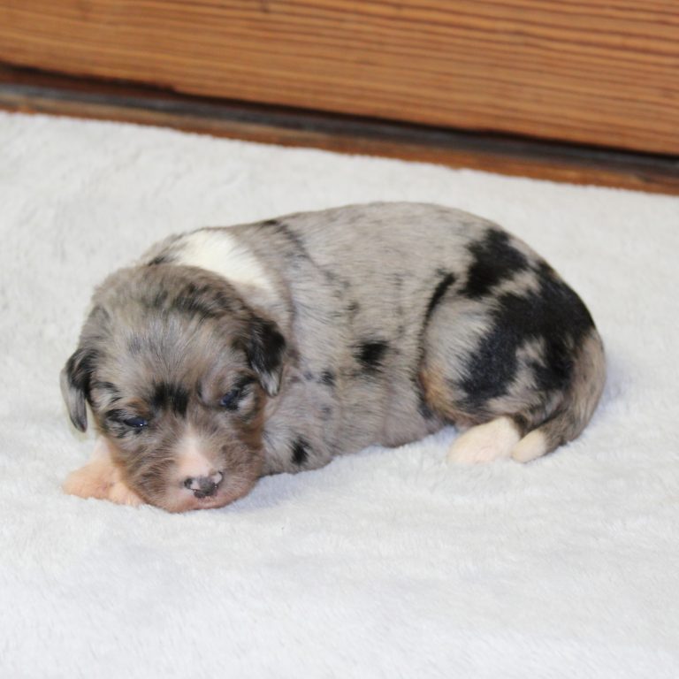 F1 blue merle tri-color mini Bernedoodle female. Health tested, genetic clear, OFA Tested