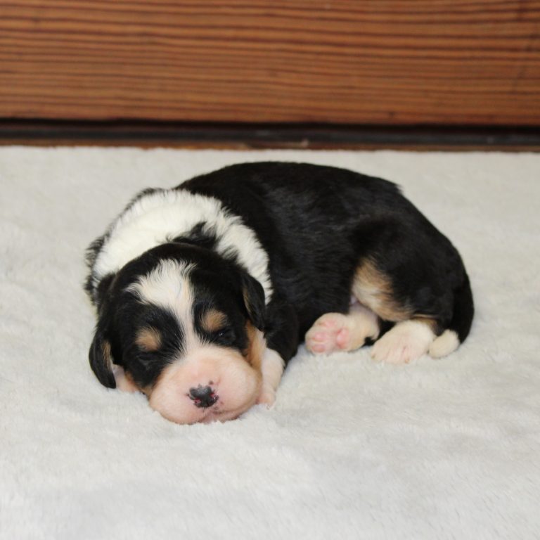F1 black tri-color mini Bernedoodle male. Health tested, genetic clear, OFA Tested