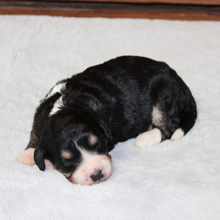 F1 black tri-color mini Bernedoodle male. Health tested, genetic clear, OFA Tested