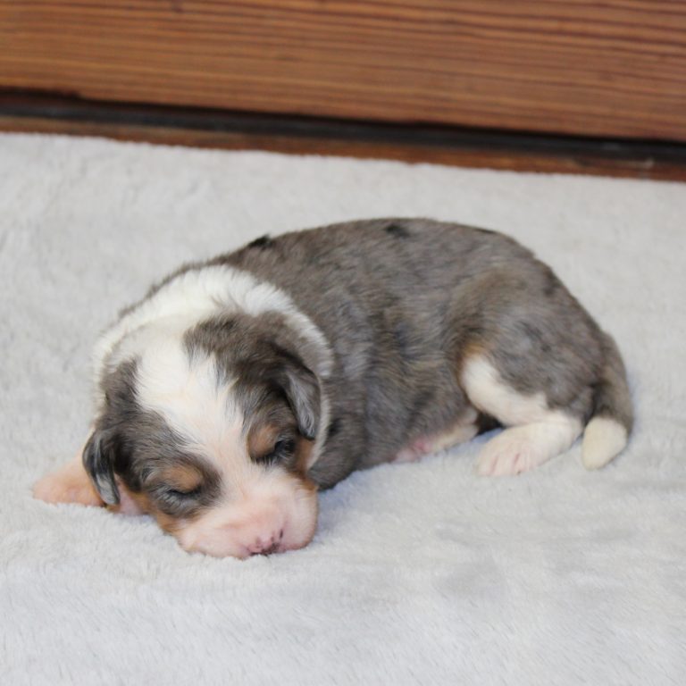 F1 blue merle tri-color mini Bernedoodle male. Health tested, genetic clear, OFA Tested parents