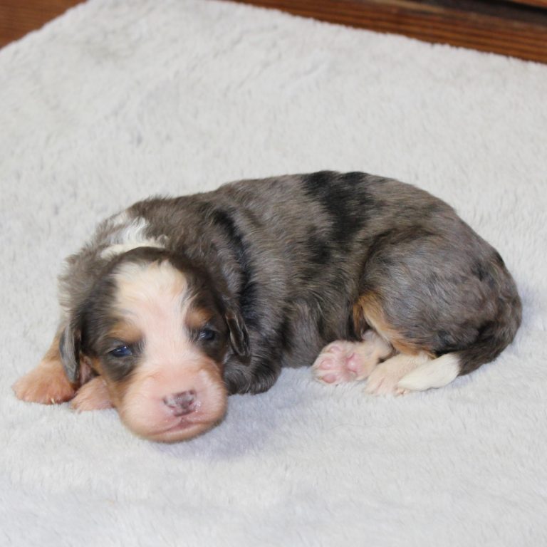 F1 blue merle tri-color mini Bernedoodle male. Health tested, genetic clear, OFA Tested parents