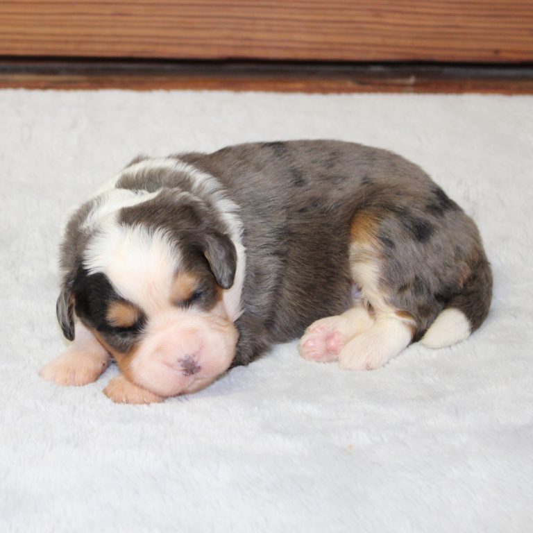 F1 blue merle tri-color mini Bernedoodle male. Health tested, genetic clear, OFA Tested parents