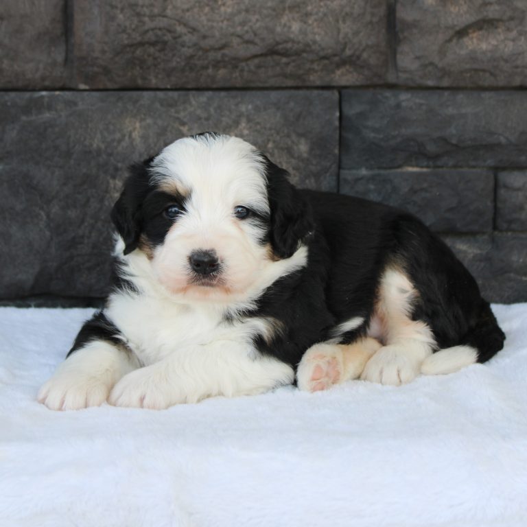 Black tri-color F1 Mini Bernedoodle puppy female