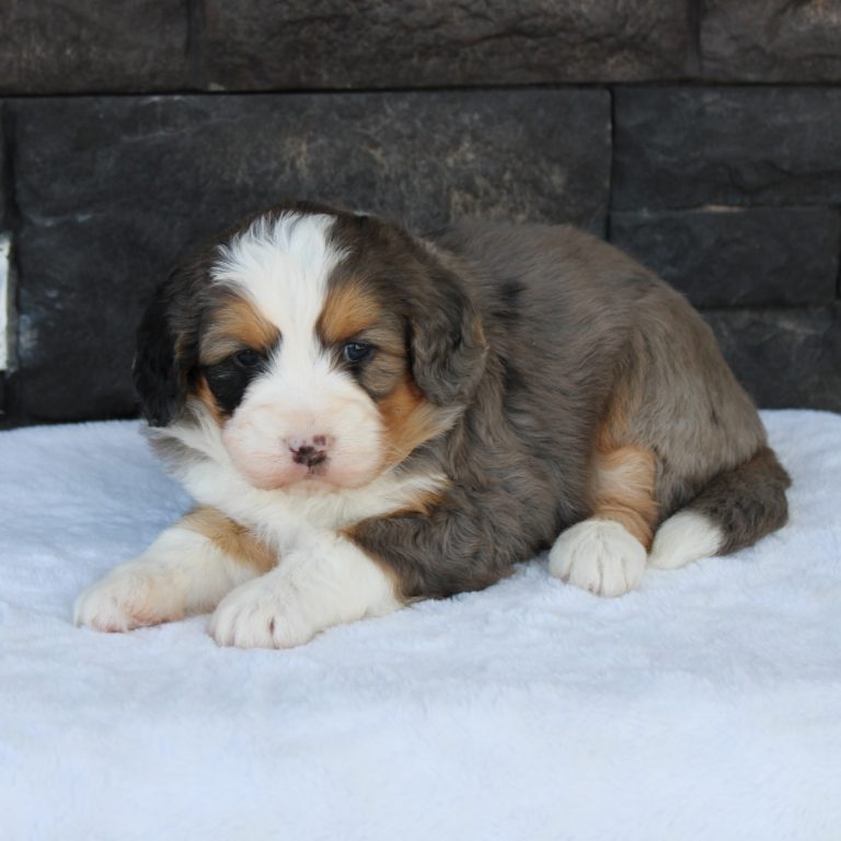 Blue Merle tri-color F1 Mini Bernedoodle puppy female