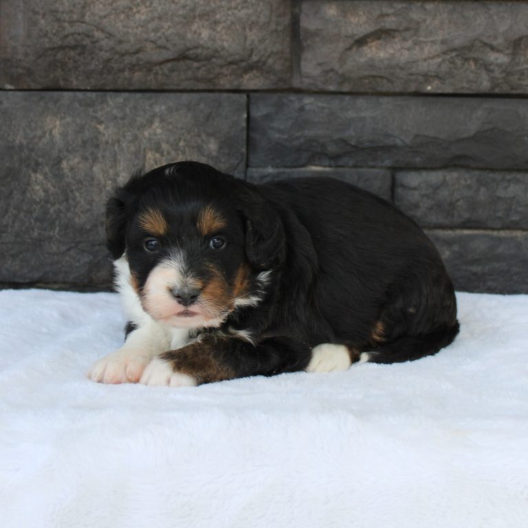 F1 black tri-color mini Bernedoodle male. Health tested, genetic clear, OFA Tested.