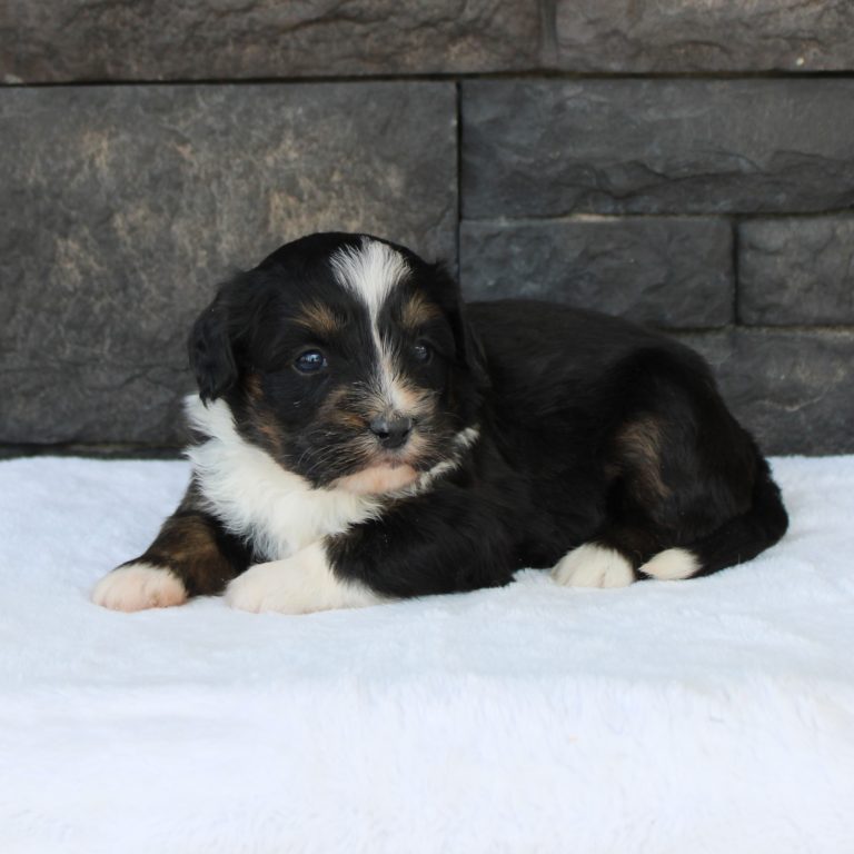 F1 black tri-color mini Bernedoodle male. Health tested, genetic clear, OFA Tested.