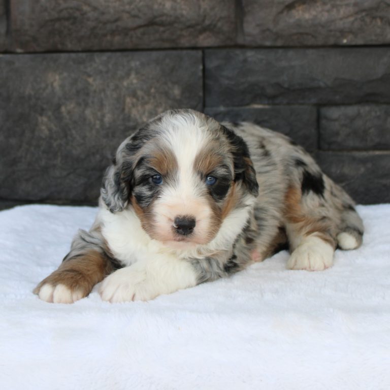 F1 blue merle tri-color mini Bernedoodle male. Health tested, genetic clear, OFA Tested.