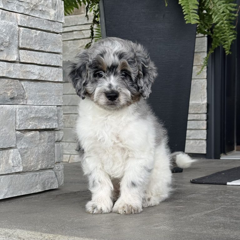 F1 blue merle tri-color tiny Bernedoodle female. Health tested, genetic clear, OFA Tested.