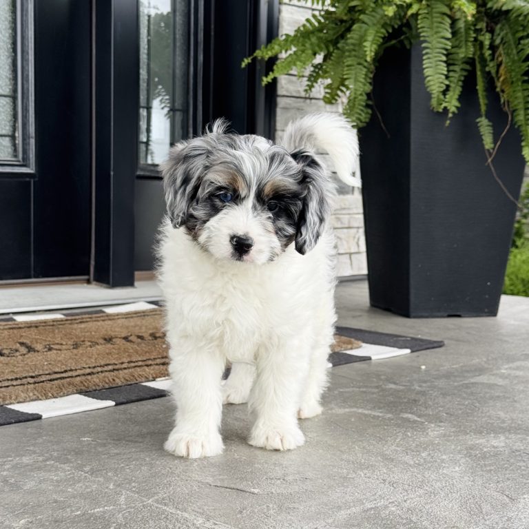 F1 blue merle tri-color tiny Bernedoodle female. Health tested, genetic clear, OFA Tested.