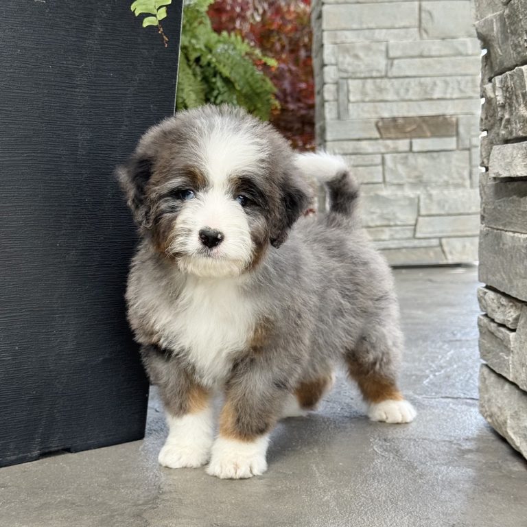 F1 blue merle tri-color mini Bernedoodle male. Health tested, genetic clear, OFA Tested