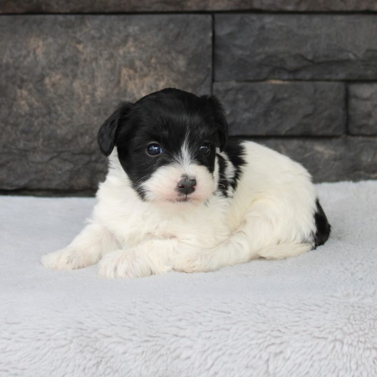 F1b Tiny micro-mini Bernedoodle female black tri-color