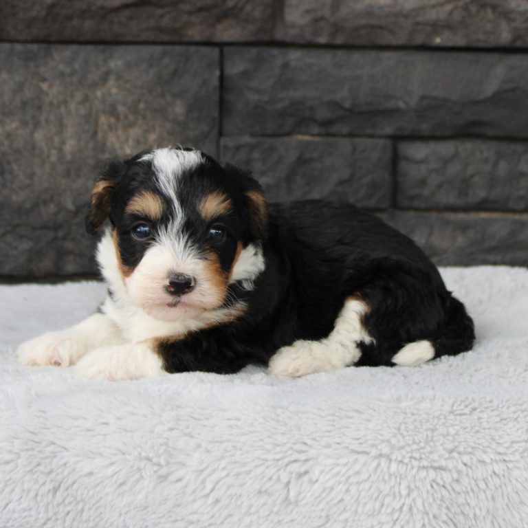 F1b Tiny micro-mini Bernedoodle female black tri-color