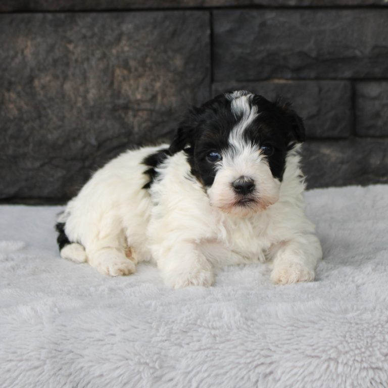 F1b Tiny micro-mini Bernedoodle male black tri-color