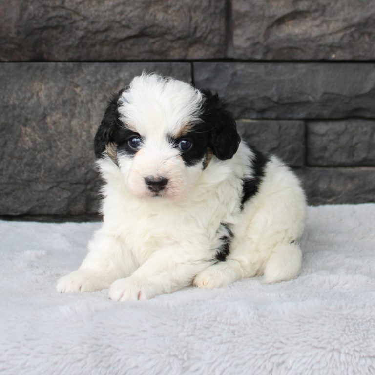 F1b Tiny micro-mini Bernedoodle female black tri-color